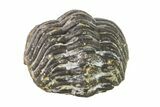 Bargain, Wide, Partially Enrolled Morocops Trilobite - Morocco #157106-2